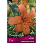 Лилии Азиатские «Сэлмон Флейвор», 14/16 р-р, 2 шт. 80 h(см), Осень 2022  (артикул 9246038)  большой выбор товаров оптом и в розницу по низким ценам с доставкой