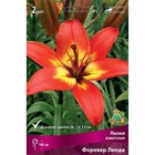 Лилии Азиатские Форевер Линда, 14/16 р-р, 2 шт. 100 h(см), Осень 2022  (артикул 9246043)  большой выбор товаров оптом и в розницу по низким ценам с доставкой