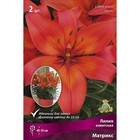 Лилии Азиатские горшечные Матрикс, 12/14 р-р, 2 шт. 40-50 h(см), Осень 2022  (артикул 9246058)  большой выбор товаров оптом и в розницу по низким ценам с доставкой