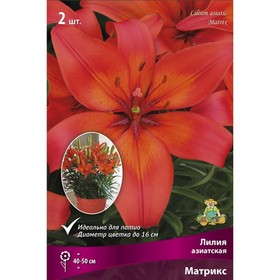 Лилии Азиатские горшечные Матрикс, 12/14 р-р, 2 шт. 40-50 h(см), Осень 2022  (артикул 9246058)  большой выбор товаров оптом и в розницу по низким ценам с доставкой
