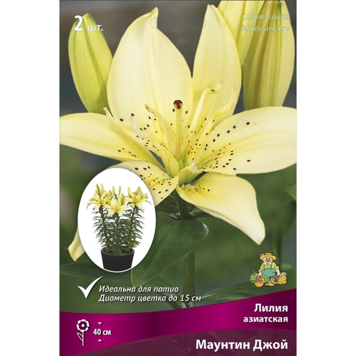 Лилии Азиатские горшечные Маунтин Джой, 12/14 р-р, 2 шт. 45 h(см), Осень 2022