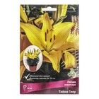 Лилии Азиатские горшечные Тайни Глоу, 12/14 р-р, 2 шт. 40 h(см), Осень 2022  (артикул 9246060)  большой выбор товаров оптом и в розницу по низким ценам с доставкой