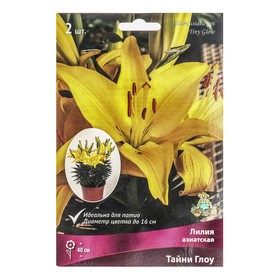 Лилии Азиатские горшечные Тайни Глоу, 12/14 р-р, 2 шт. 40 h(см), Осень 2022  (артикул 9246060)  большой выбор товаров оптом и в розницу по низким ценам с доставкой