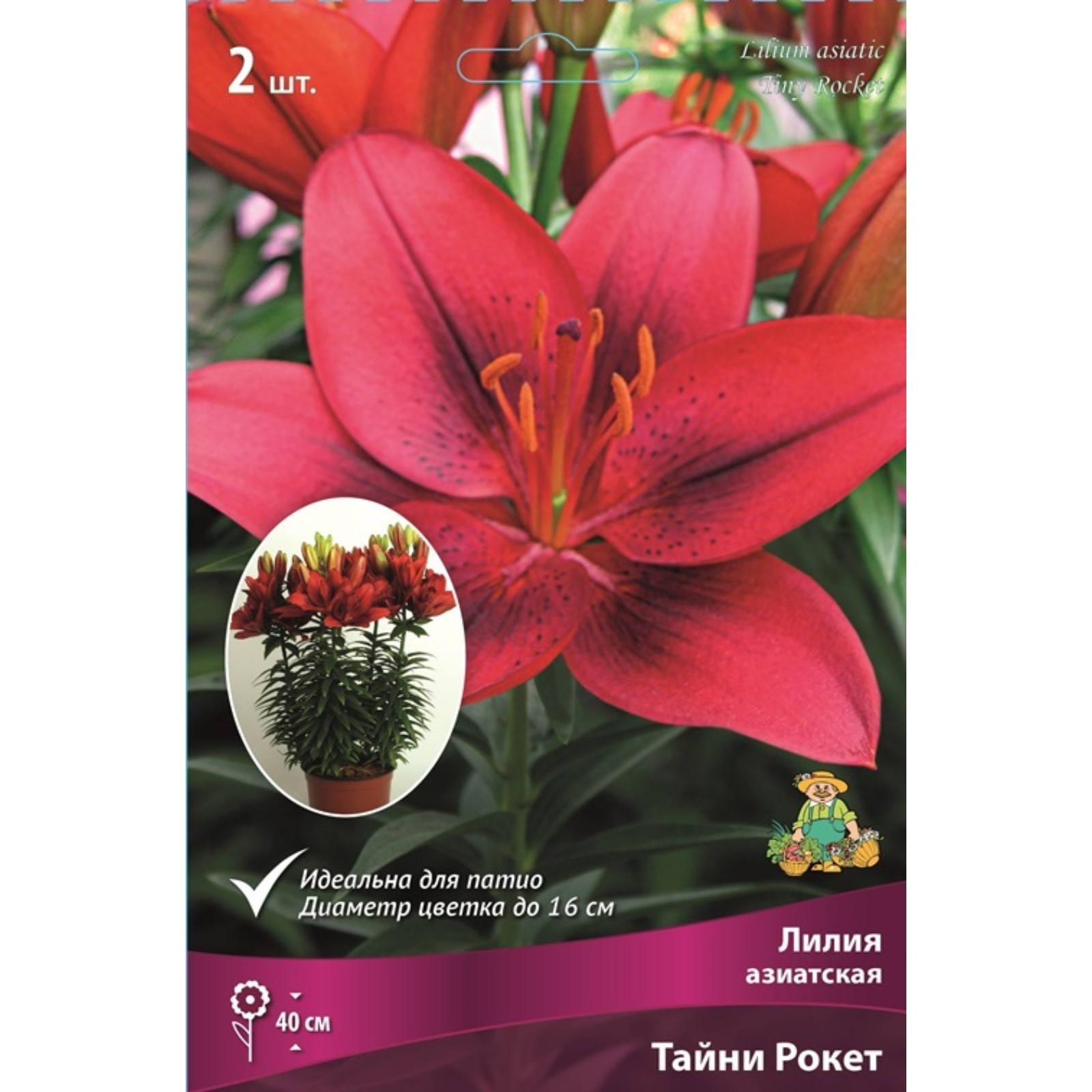 Лилия Тайни Рокет Прекрасные цветы Планеты ВКонтакте