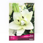 Лилии Азиатские махровые «Аарон», 14/16 р-р, 2 шт. 70 h(см), Осень 2025  (артикул 9246067)  большой выбор товаров оптом и в розницу по низким ценам с доставкой