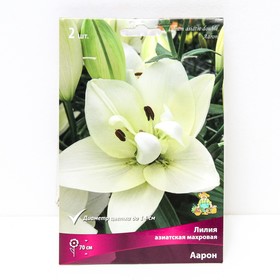 Лилии Азиатские махровые «Аарон», 14/16 р-р, 2 шт. 70 h(см), Осень 2025  (артикул 9246067)  большой выбор товаров оптом и в розницу по низким ценам с доставкой