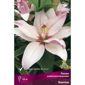 Лилии Азиатские махровые Бентли, 14/16 р-р, 2 шт. 100 h(см), Осень 2024