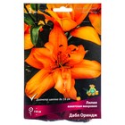 Лилии Азиатские махровые «Дабл Ориндж», 14/16 р-р, 2 шт. 110 h(см), Осень 2024  (артикул 9246072)  большой выбор товаров оптом и в розницу по низким ценам с доставкой