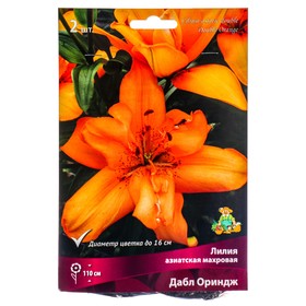Лилии Азиатские махровые «Дабл Ориндж», 14/16 р-р, 2 шт. 110 h(см), Осень 2024  (артикул 9246072)  большой выбор товаров оптом и в розницу по низким ценам с доставкой