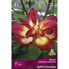 Лилии Азиатские махровые Дабл Сенсейшн, 14/16 р-р, 2 шт. 90 h(см), Осень 2024  (артикул 9246073)  большой выбор товаров оптом и в розницу по низким ценам с доставкой