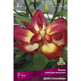 Лилии Азиатские махровые Дабл Сенсейшн, 14/16 р-р, 2 шт. 90 h(см), Осень 2024  (артикул 9246073)  большой выбор товаров оптом и в розницу по низким ценам с доставкой