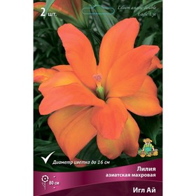 Лилии Азиатские махровые «Игл Ай», 14/16 р-р, 2 шт. 80 h(см), Осень 2022  (артикул 9246075)  большой выбор товаров оптом и в розницу по низким ценам с доставкой