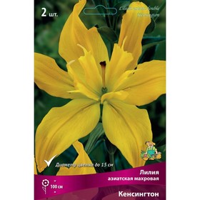 Лилии Азиатские махровые «Кенсингтон», 14/16 р-р, 2 шт. 100 h(см), Осень 2024  (артикул 9246077)  большой выбор товаров оптом и в розницу по низким ценам с доставкой