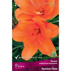 Лилии Азиатские махровые «Крейзи Твин», 14/16 р-р, 2 шт. 100 h(см), Осень 2024  (артикул 9246078)  большой выбор товаров оптом и в розницу по низким ценам с доставкой