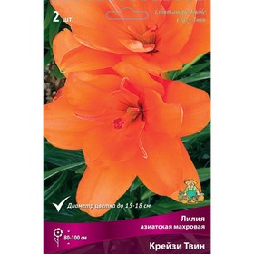 Лилии Азиатские махровые «Крейзи Твин», 14/16 р-р, 2 шт. 100 h(см), Осень 2024  (артикул 9246078)  большой выбор товаров оптом и в розницу по низким ценам с доставкой