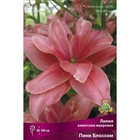 Лилии Азиатские махровые Пинк Блоссом, 14/16 р-р, 2 шт. 80-100 h(см), Осень 2024  (артикул 9246080)  большой выбор товаров оптом и в розницу по низким ценам с доставкой