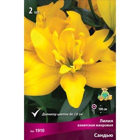Лилии Азиатские махровые Сандью, 14/16 р-р, 2 шт. 100 h(см), Осень 2024