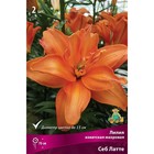 Лилии Азиатские махровые «Себ Латте», 14/16 р-р, 2 шт. 70 h(см), Осень 2025  (артикул 9246083)  большой выбор товаров оптом и в розницу по низким ценам с доставкой