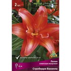 Лилии Азиатские махровые «Строберри Ванилла», 14/16 р-р, 2 шт. 60 h(см), Осень 2025  (артикул 9246086)  большой выбор товаров оптом и в розницу по низким ценам с доставкой