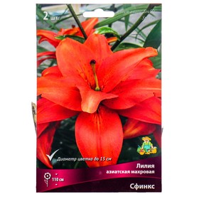 Лилии Азиатские махровые «Сфинкс», 14/16 р-р, 2 шт. 110 h(см), Осень 2025