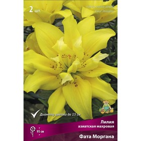 Лилии Азиатские махровые Фата Моргана, 14/16 р-р, 2 шт. 95 h(см), Осень 2024  (артикул 9246088)  большой выбор товаров оптом и в розницу по низким ценам с доставкой