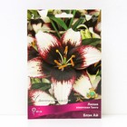 Лилии Азиатские  Танго Блэк Ай, 14/16 р-р, 2 шт. 85 h(см), Осень 2024  (артикул 9246090)  большой выбор товаров оптом и в розницу по низким ценам с доставкой