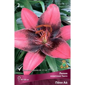 Лилии Азиатские  Танго Пёпл Ай, 14/16 р-р, 2 шт. 90-100 h(см), Осень 2024  (артикул 9246093)  большой выбор товаров оптом и в розницу по низким ценам с доставкой