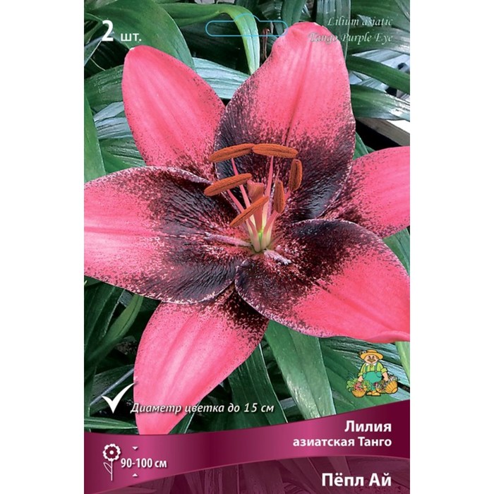 Лилии Азиатские  Танго Пёпл Ай, 14/16 р-р, 2 шт. 90-100 h(см), Осень 2024