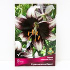 Лилии Азиатские  Танго Страччателла Ивент, 14/16 р-р, 2 шт. 110 h(см), Осень 2024  (артикул 9246095)  большой выбор товаров оптом и в розницу по низким ценам с доставкой