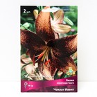 Лилии Азиатские «Танго Чоклат Ивент», 14/16 р-р, 2 шт. 100 h(см), Осень 2022 - Фото 1