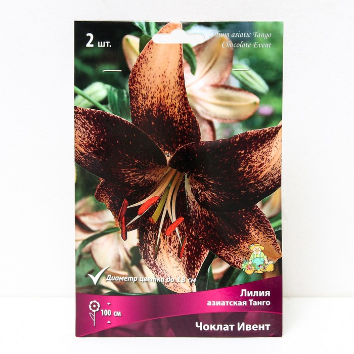 Лилии Азиатские «Танго Чоклат Ивент», 14/16 р-р, 2 шт. 100 h(см), Осень 2022 - Фото 1