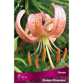 Лилии Видовые «Фэйри Морнинг», 14/16 р-р, 1 шт. 105 h(см), Осень 2025  (артикул 9246105)  большой выбор товаров оптом и в розницу по низким ценам с доставкой