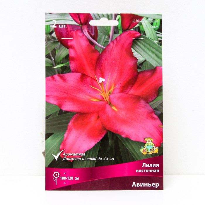 Лилии Восточные Авиньер, 14/16 р-р, 2 шт. 110-120 h(см), Осень 2024