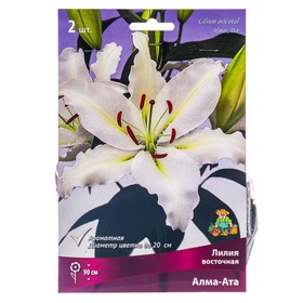 Лилии Восточные Алма-Ата, 14/16 р-р, 2 шт. 90 h(см), Осень 2024  (артикул 9246108)  большой выбор товаров оптом и в розницу по низким ценам с доставкой