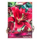 Лилии Восточные «Арабиан Ред», 14/16 р-р, 2 шт. 110 h(см), Осень 2024  (артикул 9246109)  большой выбор товаров оптом и в розницу по низким ценам с доставкой