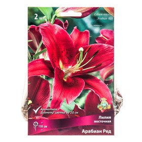 Лилии Восточные «Арабиан Ред», 14/16 р-р, 2 шт. 110 h(см), Осень 2024  (артикул 9246109)  большой выбор товаров оптом и в розницу по низким ценам с доставкой