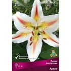 Лилии Восточные «Арена», 14/16 р-р, 2 шт. 125 h(см), Осень 2024  (артикул 9246110)  большой выбор товаров оптом и в розницу по низким ценам с доставкой