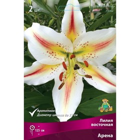 Лилии Восточные «Арена», 14/16 р-р, 2 шт. 125 h(см), Осень 2024  (артикул 9246110)  большой выбор товаров оптом и в розницу по низким ценам с доставкой