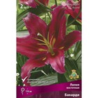 Лилии Восточные «Бакарди», 14/16 р-р, 2 шт. 110 h(см), Осень 2022  (артикул 9246113)  большой выбор товаров оптом и в розницу по низким ценам с доставкой