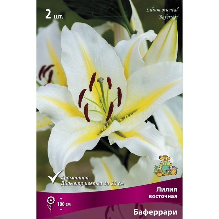 Лилии Восточные Баферрари, 14/16 р-р, 2 шт. 100 h(см), Осень 2024