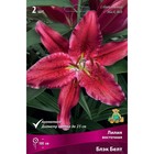 Лилии Восточные Блэк Белт, 14/16 р-р, 2 шт. 110 h(см), Осень 2024  (артикул 9246116)  большой выбор товаров оптом и в розницу по низким ценам с доставкой