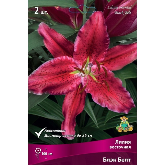 Лилии Восточные Блэк Белт, 14/16 р-р, 2 шт. 110 h(см), Осень 2024