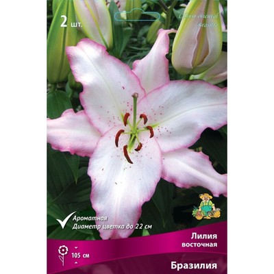 Лилии Восточные Бразилия, 14/16 р-р, 2 шт. 105 h(см), Осень 2024