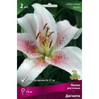 Лилии Восточные Дигнити, 14/16 р-р, 2 шт. 110 h(см), Осень 2024  (артикул 9246120)  большой выбор товаров оптом и в розницу по низким ценам с доставкой