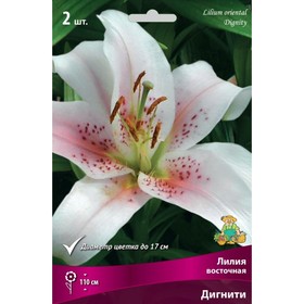 Лилии Восточные Дигнити, 14/16 р-р, 2 шт. 110 h(см), Осень 2024  (артикул 9246120)  большой выбор товаров оптом и в розницу по низким ценам с доставкой