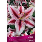 Лилии Восточные Диззи, 14/16 р-р, 2 шт. 100 h(см), Осень 2024  (артикул 9246121)  большой выбор товаров оптом и в розницу по низким ценам с доставкой