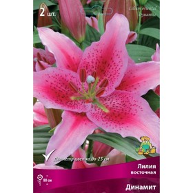 Лилии Восточные «Динамит», 14/16 р-р, 2 шт. 80 h(см), Осень 2022  (артикул 9246122)  большой выбор товаров оптом и в розницу по низким ценам с доставкой
