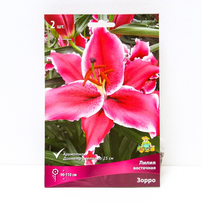 Лилии Восточные Зорро, 14/16 р-р, 2 шт. 110 h(см), Осень 2024