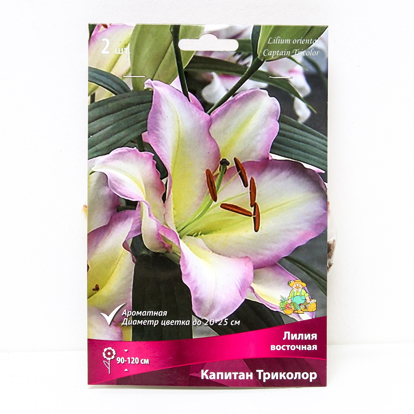 Captain tricolore лилия фото Captain tricolore лилия фото