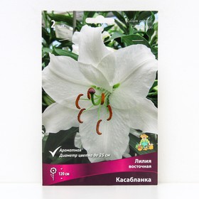 Лилии Восточные «Касабланка», 14/16 р-р, 2 шт. 120 h(см), Осень 2025